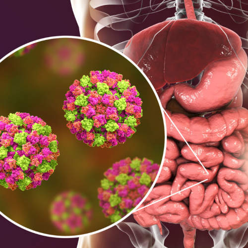 Saúde Intestinal: Entenda a Importância da Microbiota e Como Cuidar Dela